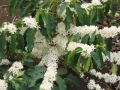 Flor de Café